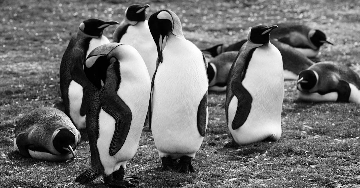 King penguins in wildlife cleaning feathers