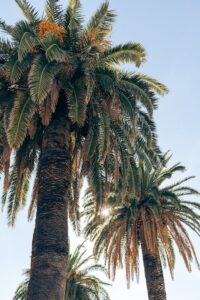 Low Angle Shot of Palm Trees against Blue Sky