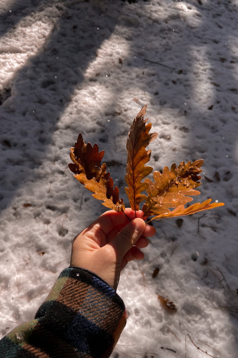 Crop person with oak leaf in winter park