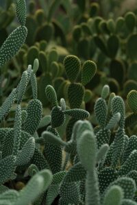 Field of a Round Leafed Cacti