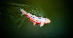 Close-up on a Swimming Nishiki-Goi Fish