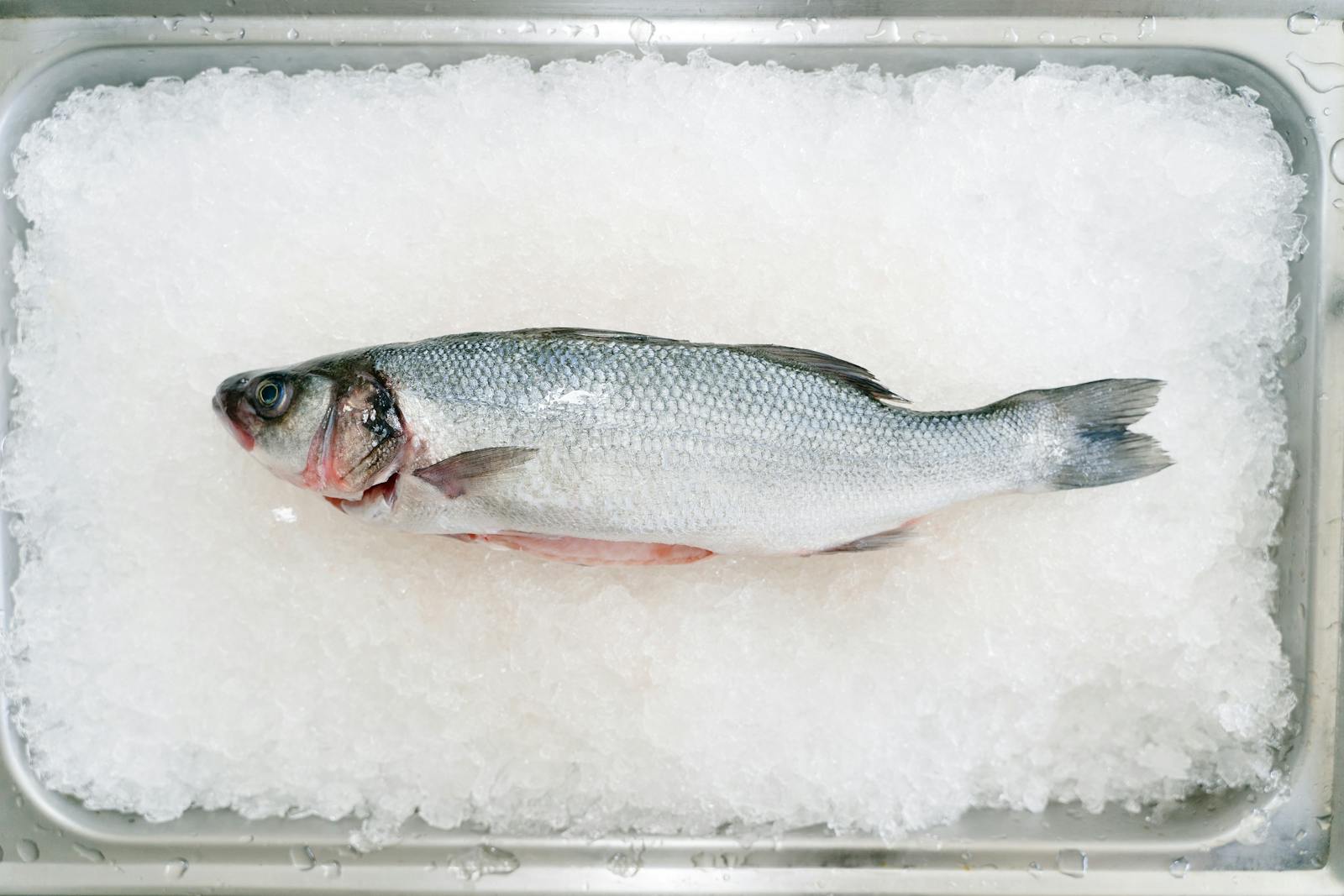 Branzino Fish on Ice