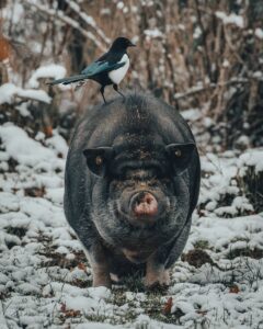 Magpie standing on pig back on snowy grass near bushes