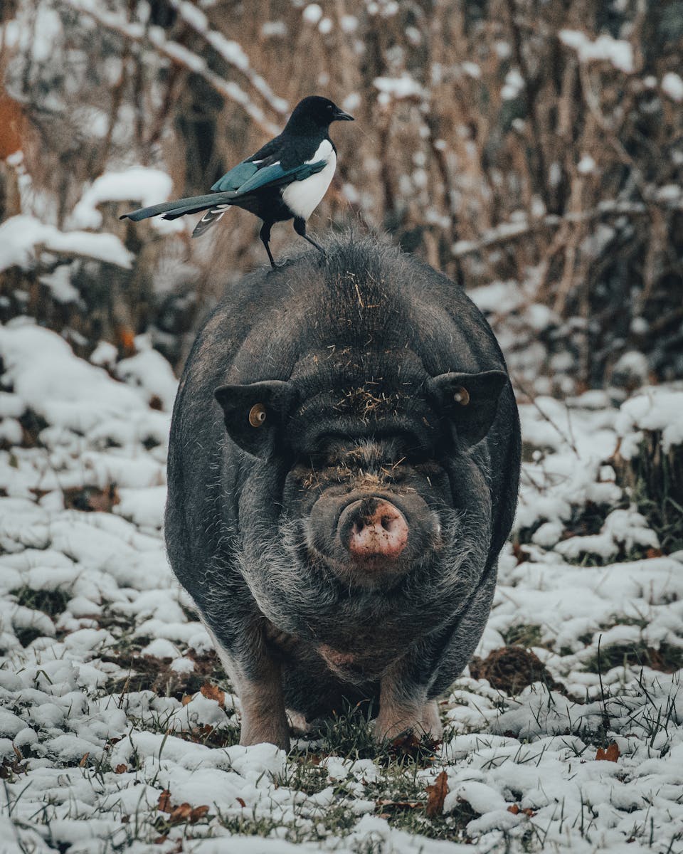 Magpie standing on pig back on snowy grass near bushes