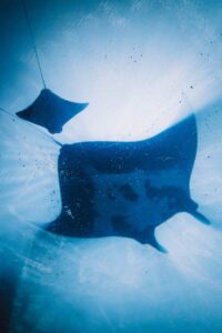 A Giant Oceanic Manta Ray