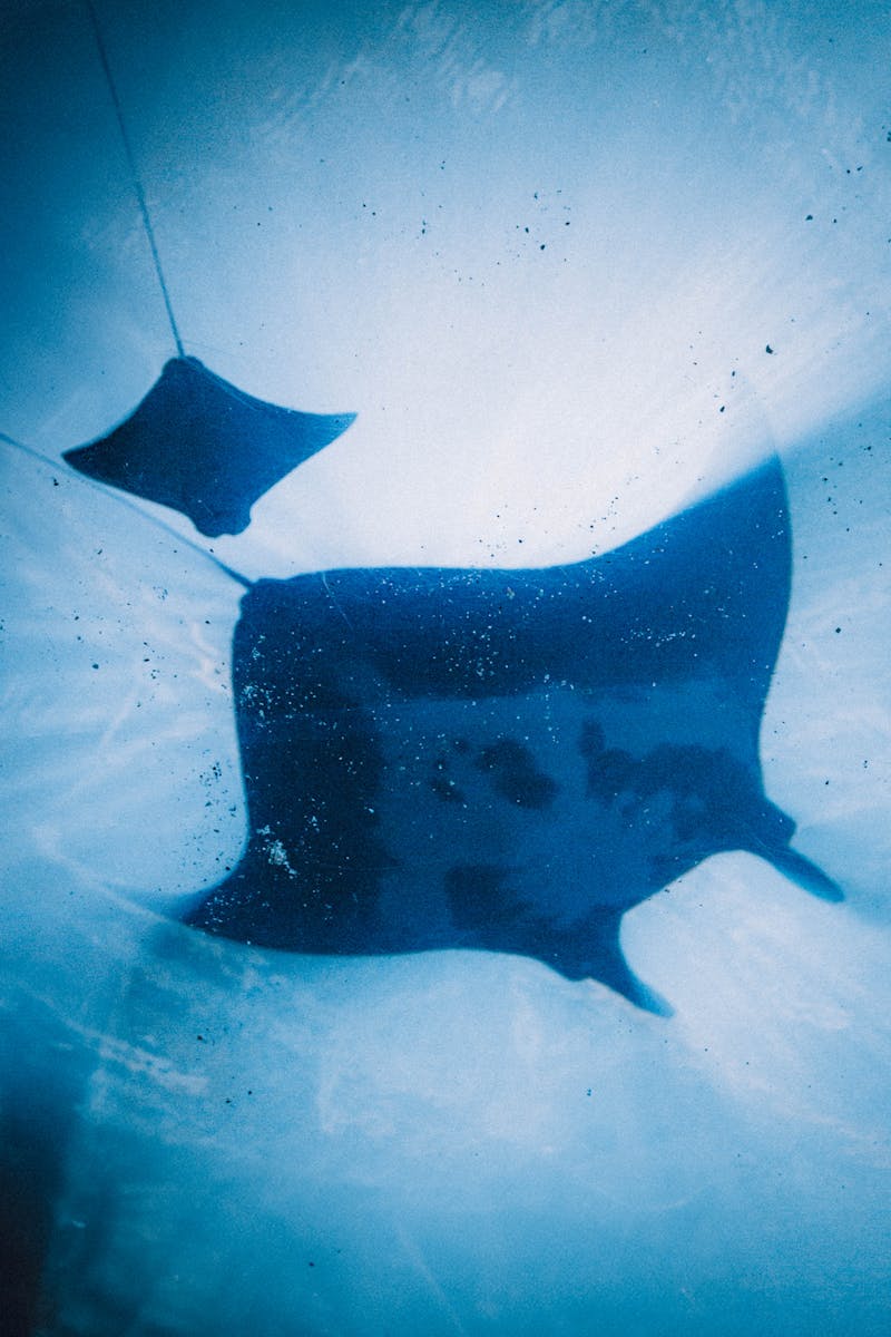 A Giant Oceanic Manta Ray