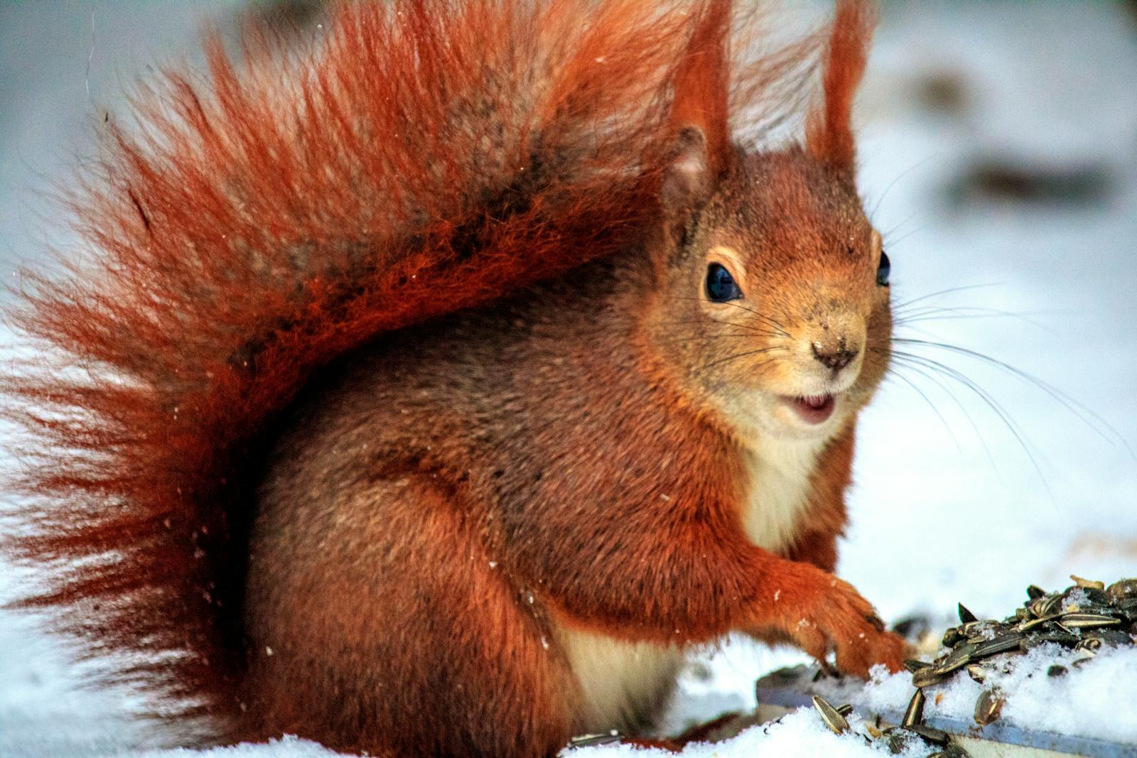 Adorable red squirrel captured outdoors in a snowy winter setting.