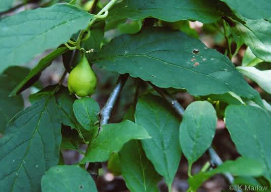 Drupe fruit