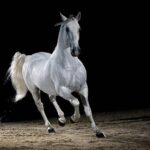 Lipizzaner horse trotting lipizzaner stock pictures, royalty-free photos & images