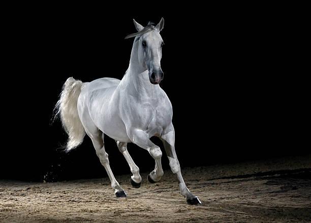 Lipizzaner horse trotting lipizzaner stock pictures, royalty-free photos & images