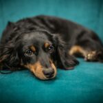 Cute black dachshund puppy lounging on a teal chair indoors, looking calm and relaxed.