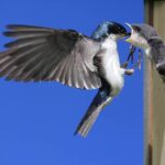 Tree Swallow Feeding Babies tree swallow stock pictures, royalty-free photos & images