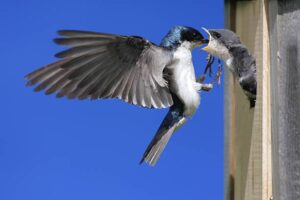 Tree Swallow Feeding Babies tree swallow stock pictures, royalty-free photos & images