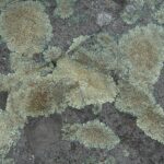 Protoparmeliopsis muralis, lichen crustacé saxicole couvrant de nombreux substrats artificiels[g].